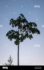 Image result for Cecropia pachystachya
