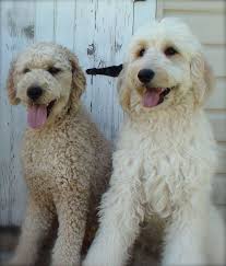 Home Cha Cha Doodles Goldendoodle Goldendoodle Puppy Goldendoodle Puppy For Sale