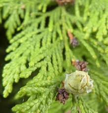 Image result for Cupressaceae