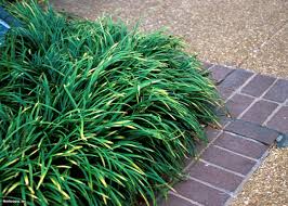 A favorite perennial grass that i love to see each and every year. Invasive Ornamental Grasses Hgtv
