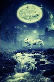 The latest news from wolves. Phoneky Wolves Fc Hd Wallpapers