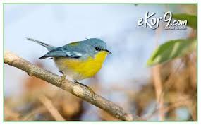  10 Burung Terkecil Paling Imut Di Dunia Ekor9 Com Burung Kecil Hewan Binatang