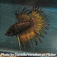 Like other betta fish they are usually very colorful and very easy to keep. Siamese Fighting Fish Guide Encyclo Fish