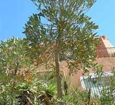 Image result for Cussonia corbisieri