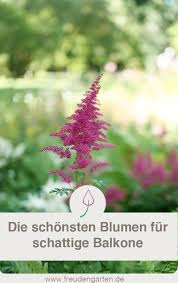 Schattenpflanzen Fur Den Balkon Balkon Pflanzen Schattenpflanzen Pflanzen