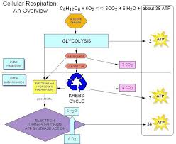56 Fresh Aerobic Cellular Respiration Flow Chart