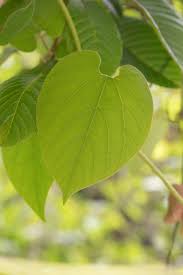 Image result for Aristolochia zenkeri