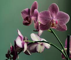 Orchids convey elegance and luxury. Orchid Meaning Archives My Life In Blossom