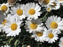 Wunder der Natur – Margeriten | Das SolingenMagazin