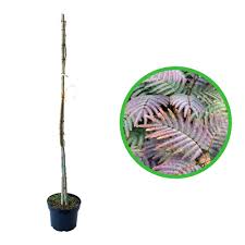 An elegant accent for smaller spaces or containers. Arbore De Matase Albizia Julibrissin Chocolate Fountain Ghiveci 5 Litri Emag Ro