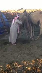 Arab guy drinks camel urine, washes his face in it. Madhu Purnima Kishwar On Twitter Altnews Please Fact Check Is It True That Arabs Not Only Drink The Urine Of Female Camels But Also Wash Their Faces With It In Order To
