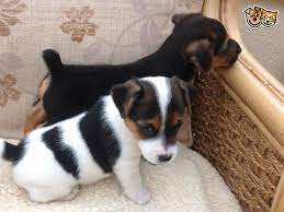 Jack Russell Puppy For Sale Craven Arms Shropshire Pets4homes Jack Russell Puppies Jack Russell Puppies