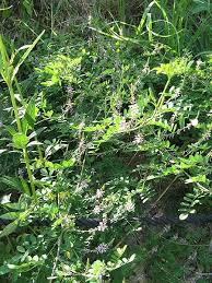 Image result for Indigofera adenoides