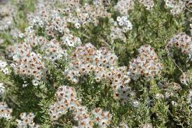 Image result for Eriocephalus racemosus