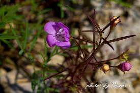 Image result for Geigeria filifolia