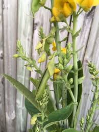 Image result for Crotalaria podocarpa