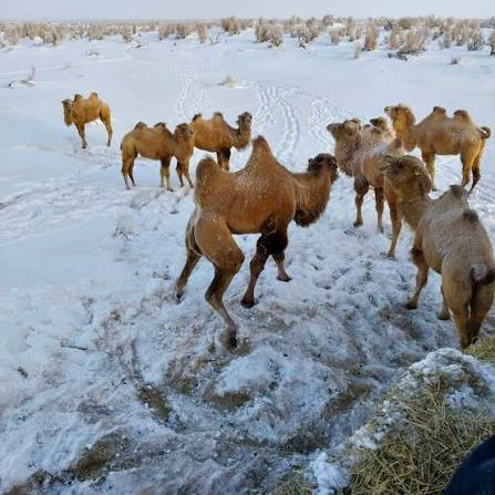 Just the price of a couple of two coffees a week could help keep these  camels alive. Most people think they know camels. But the camel living in  the Gobi Desert is