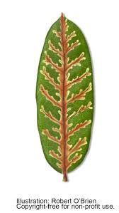 Logs from red oaks should not be transported unless all bark is removed, while white oak logs can be used safely as firewood. Texasoakwilt