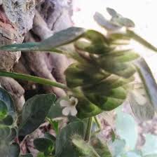 Image result for Phaulopsis imbricata