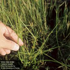 Image result for Cyperus sp.no.8