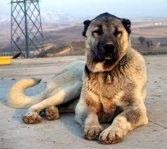 Dogsorb Types Of Dogs Find More About Types Of Dogs Https Www Dogsorb Com Dogsorb Caucasianmountainshepherd Kangal Dog Big Dog Breeds Unique Dog Breeds