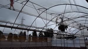 Plastik uv 14% lebar 3 m untuk atap hidroponik dan atap greenhouse: Pilihan Material Atap Green House Sang Omah