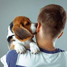 Why Does My Dog Lick My Ears Spiritdog Training
