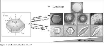 Antifreeze proteins (afps) and antifreeze glycoproteins (afgps) are produced as a specialised adaptation by certain fish, insects, plants and bacteria. Antifreeze Proteins In Plants An Overview With An Insight Into The Detection Techniques Including Nanobiotechnology Semantic Scholar