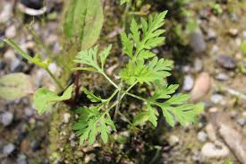 Fiche Biodiversite L Ambroisie Une Plante Envahissante A Maitriser Dans Les Vignes Vigne