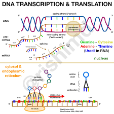37+ mrna and transcription worksheet answers biology if8765 gif. How Mrna Vaccines Work Gene Transcription And Translation Rk Md