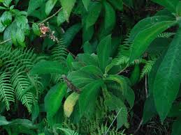 Image result for Rhabdophyllum