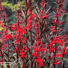 Image result for Lobelia fervens