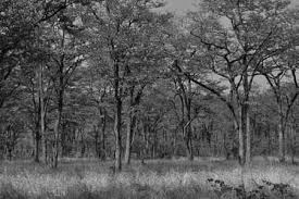 Image result for Physostigma mesoponticum