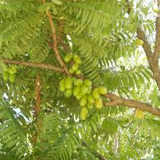 Image result for Averrhoa