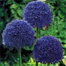 In fact for some flowering alliums (a. 100 Pcs Garden Outdoor Giant Allium Giganteum Beautiful Flower Seeds Bonsai Plant Seeds Deep Violet In 2021 Bulb Flowers Beautiful Flowers Flower Seeds