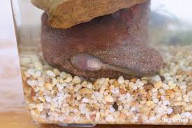 A popular choice of most people who keep tadpoles is cat food. Raising Tadpoles Creating An Observation Tank The Craft Train