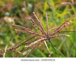 Image result for Cynodon nlemfuensis