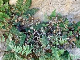 Image result for Cheilanthes similis