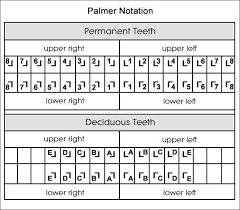 Examples of tenner in a sentence. Navnet Pa En Persons Tenner Tennens Navn Diagram Navn Pa Baby Tenner