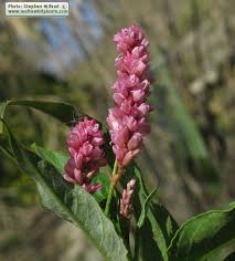 Image result for Persicaria senegalensis