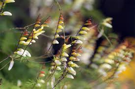 If you want a perfect lawn, bosch cordless lawn shears cut the most inaccessible borders, corners. How To Grow And Care For Spanish Flag Firecracker Vine