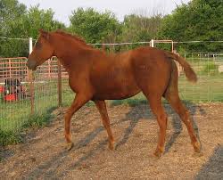 Horsetail has not been proven to grow hair, but the herb is thought to replenish the minerals in the diet (such as selenium) which are known to promote healthy hair growth. Horse Hair Loss Ideas For Treating Bald Spots And Thinning Tails Curlyfarm Com