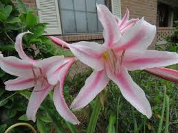 Image result for Crinum harmsii