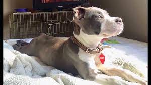 Inflammatory Bowel Disease In Dogs New Hope Animalbiome