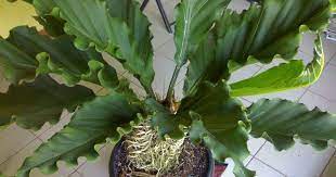 Hal ini tidak lain karena daun dari tanaman ini pun cukup unik. 16 Jenis Tanaman Hias Yang Akan Menyulap Rumah Lebih Menarik