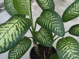 Dumb Cane Plant Found Potential In Treating Cancer Worldngayon