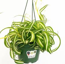 Image result for Chlorophytum gallabatense