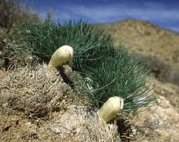 Image result for Gethyllis