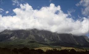 Image result for Isoglossa milanjiensis