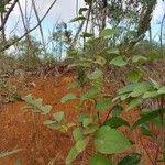 Image result for Polhillides